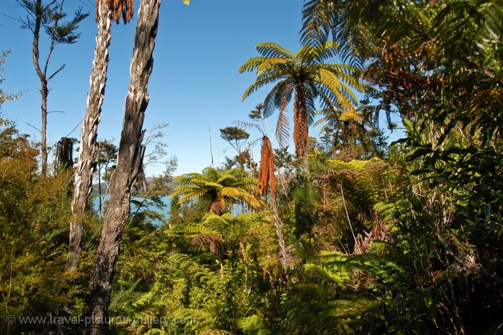 variety of ferns, Abel Tasman National Park