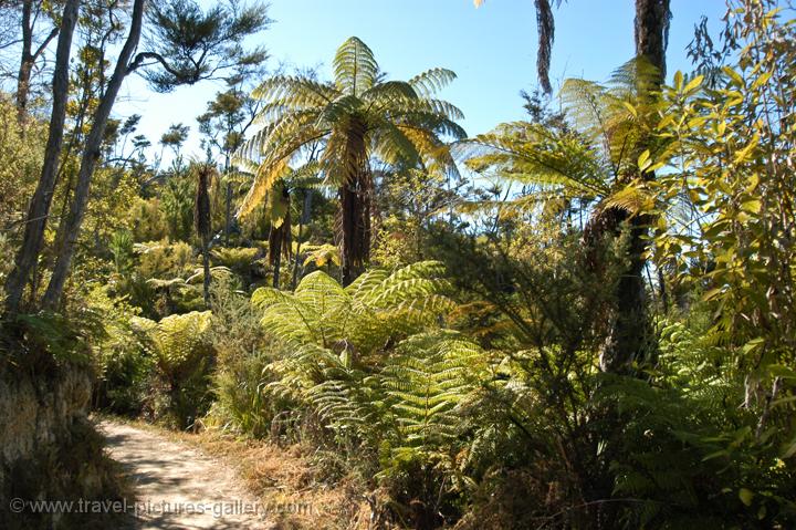 variety of ferns, Abel Tasman National Park