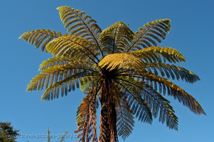 tree fern, Abel Tasman National Park