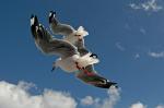 seagulls on the ferry from Wellington to Picton