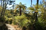 variety of ferns, Abel Tasman National Park