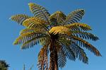 tree fern, Abel Tasman National Park