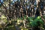 a 'Lord of the Rings' forest, Abel Tasman Coastal Track