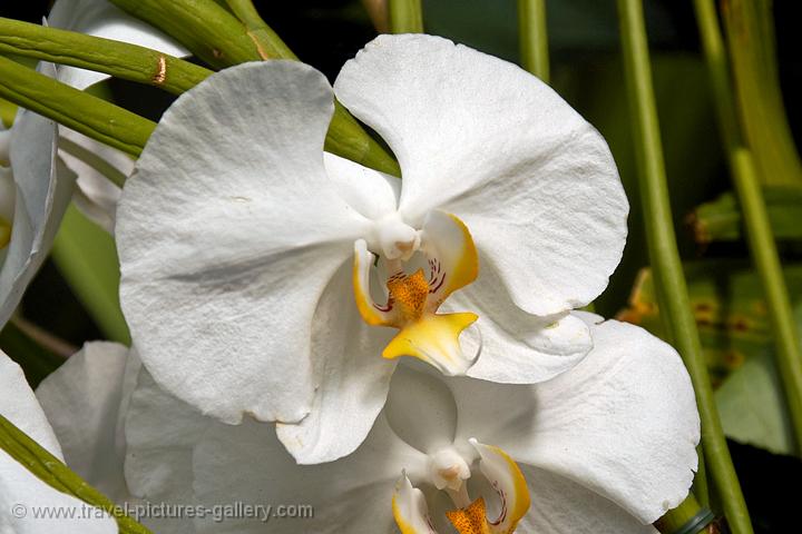 orchid at the Winter Gardens, the Domain