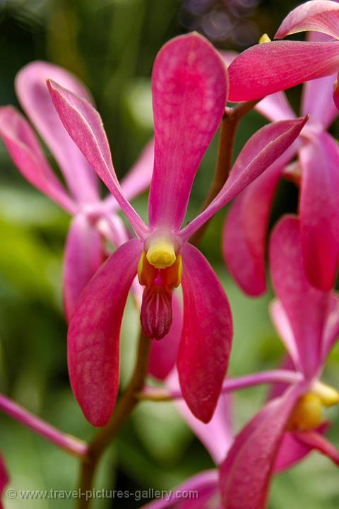 orchid at the Winter Gardens, the Domain