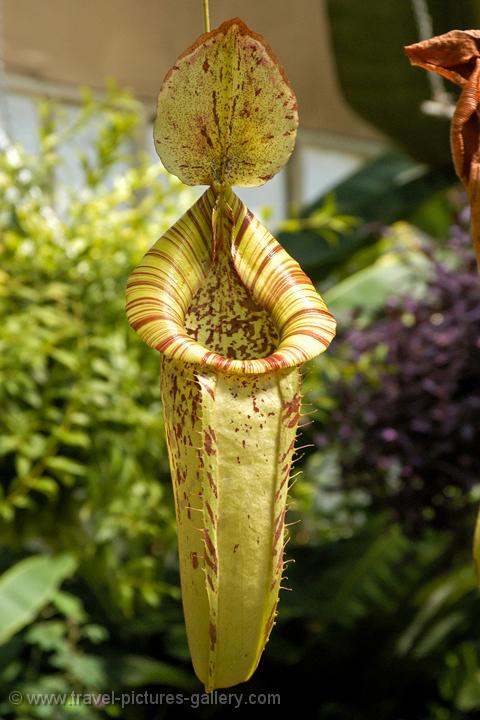 Pitcher plant at the Winter Gardens hothouse, the Domain