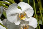 orchid at the Winter Gardens, the Domain