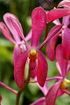 orchid at the Winter Gardens, the Domain