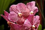 orchid at the Winter Gardens, the Domain