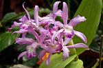 orchids at the Winter Gardens, the Domain