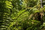 fernery at the Winter Gardens