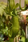 Pitcher plant at the Winter Gardens hothouse, the Domain