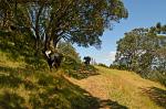 the walk up to Mount Eden