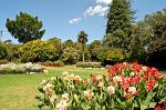 flowers at the Domain park