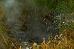 boiling mud pool, Rotorua