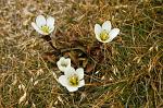 alpine flowers growing on the volcanic soil