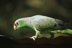 parrot, Bocas del Toro