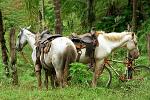 horses and bicycle on a jungle trek