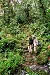 a walk through the cloud forrest
