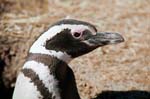 Pictures of Patagonia - Magelhaen penguin, Peninsula Valdez, Argentina