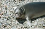 Peninsula Valdez, Argentina, baby sea elephant
