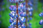 Bariloche, Argentina, Lupin flower