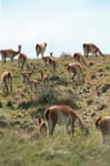 Guanaco&acute;s NP Torres del Paine, Chile