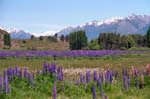 Pictures of Patagonia - Argentina, Bariloche, field of Lupin flowers