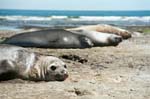 Pictures of Patagonia - Elephant Seal, Punta Delgada, Peninsula Valdez