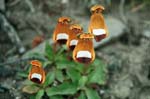 Calceolaria flower, NP Torres del Paine, Chile