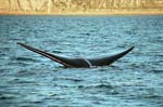 Peninsula Valdez, Southern Right Whale's tail