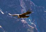 the mighty condor