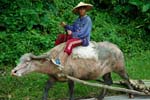 Pictures of the Philippines - a boy on a Water Buffalo or Caraboa