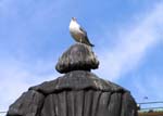 seagull on a statue