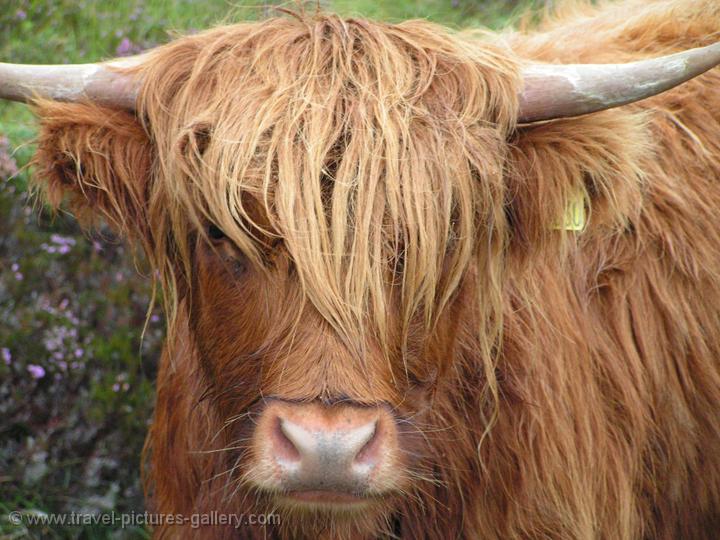 Scottish Highland cattle, Isle of Skye