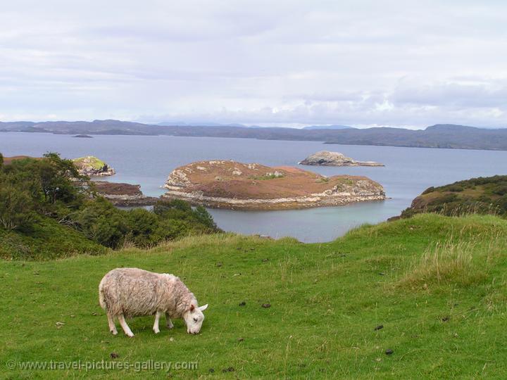 sheep grazing