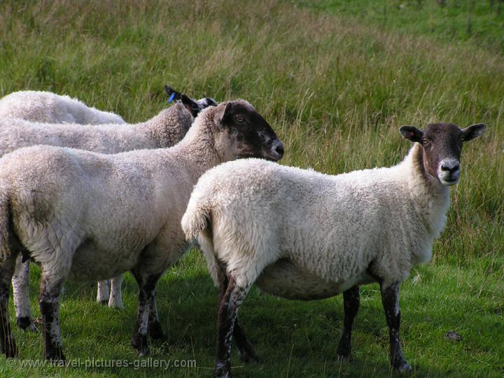 sheep, Chesters Fort, North Humberland NP