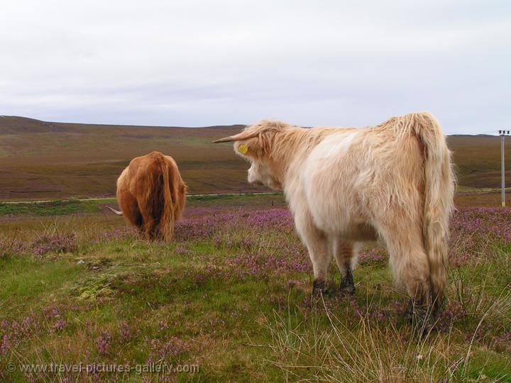 Scottish Higland Cattle, Highlanders