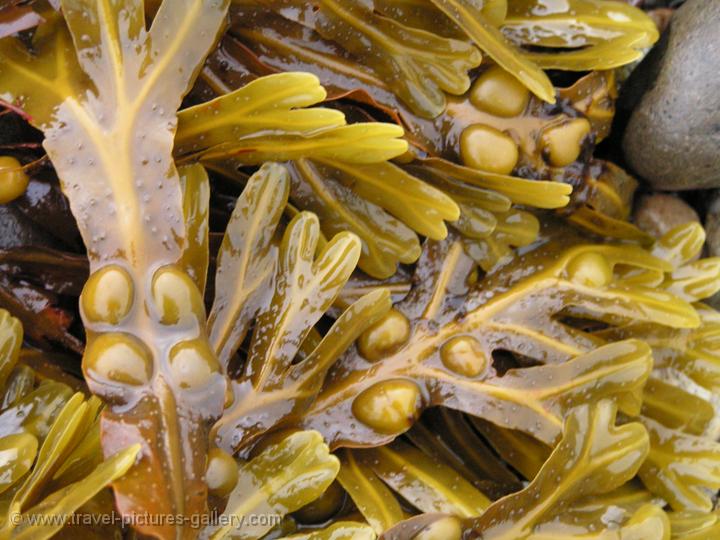 Loch Slapping, seaweed, kelp