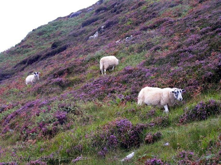 Isle of Skye, Elgol, sheep on a hillside
