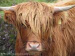 Scottish Highland cattle, Isle of Skye