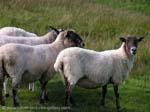 sheep, Chesters Fort, North Humberland NP