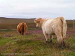 Scottish Higland Cattle, Highlanders