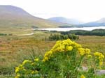 highland landscape, lochs and flowers