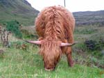 Scottish Higlander cattle