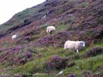 Pictures of Scotland - Highlands - Isle of Skye, Elgol, sheep on a hillside