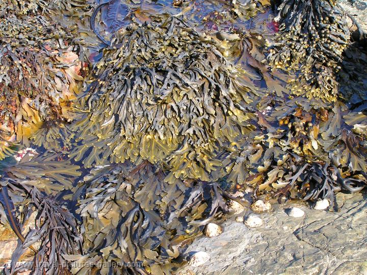 Pictures of Scotland - Orkney Islands - kelp, seaweed, Brough of Birsay