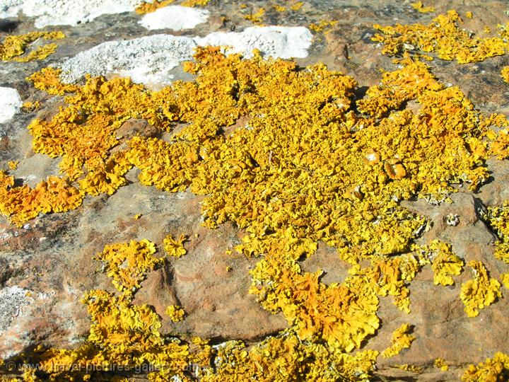 Pictures of Scotland - Orkney Islands - Brough of Birsay, lichen on a rock