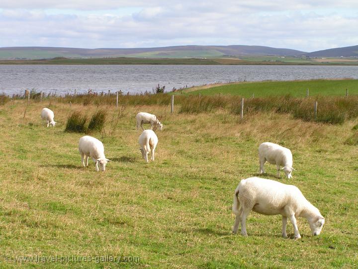 Pictures of Scotland - Orkney Islands - sheep grazing, Unstan