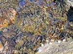 kelp, seaweed, Brough of Birsay